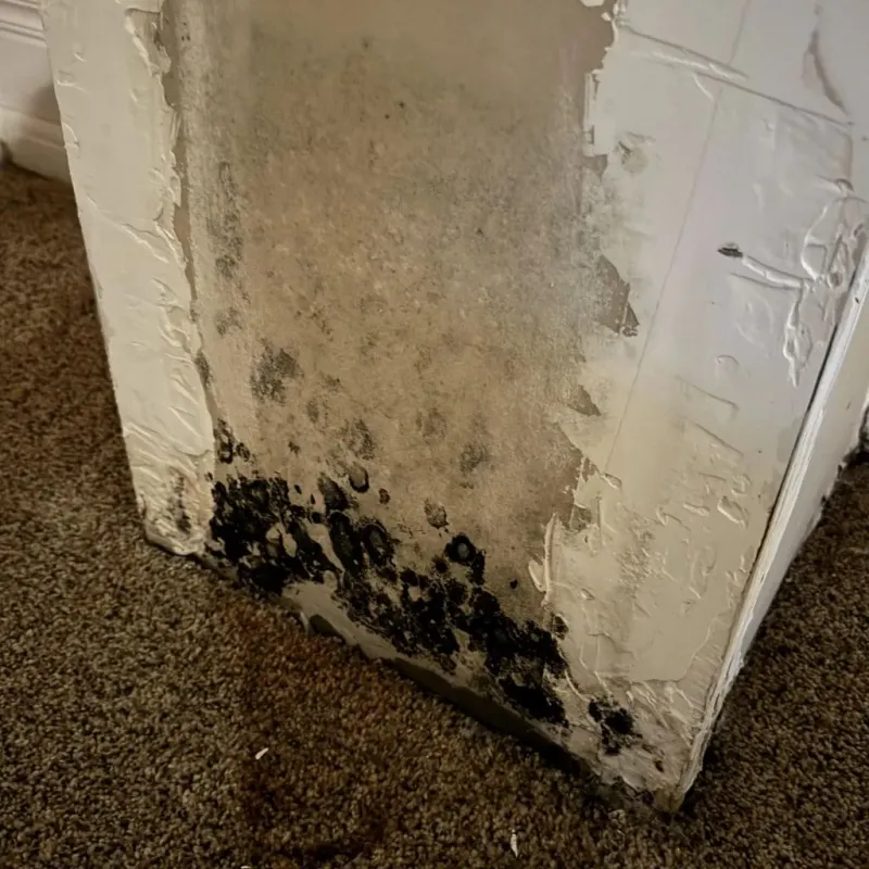 Professional Mold Removal in Daniel, UT